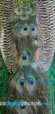 Green Peafowl Feather Stock Photo