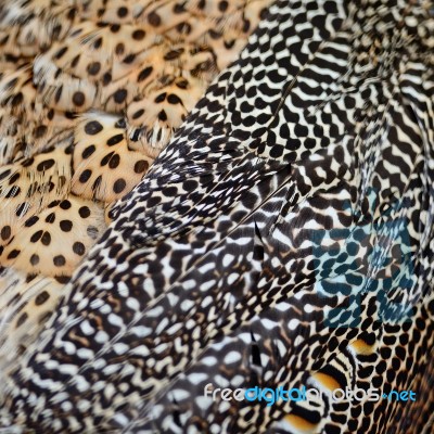 Green Peafowl Feather Stock Photo