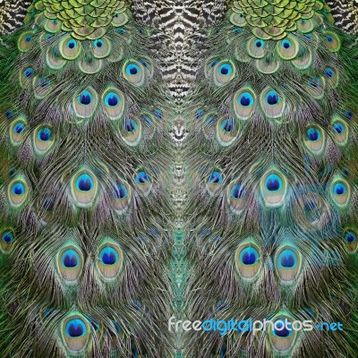 Green Peafowl Feather Stock Photo