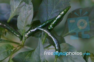 Green Pepper Stock Photo