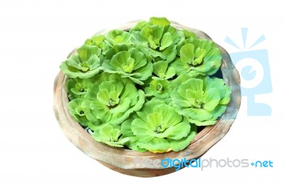 Green Pistia Stratiotes In Pottery On White Background Stock Photo