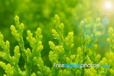 Green Plant Stock Photo