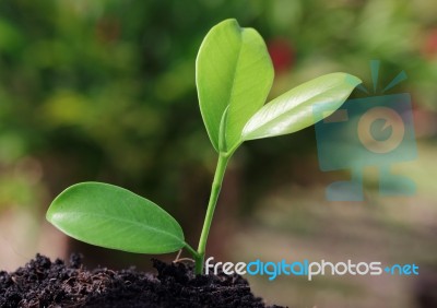 Green Plant Stock Photo