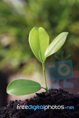 Green Plant Stock Photo