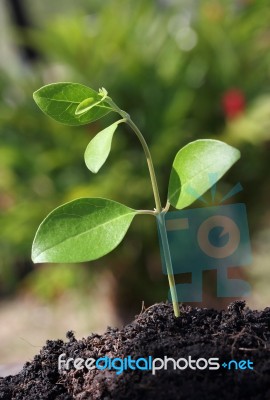 Green Plant Stock Photo