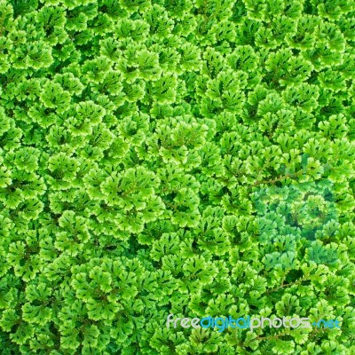 Green Plant Background Stock Photo