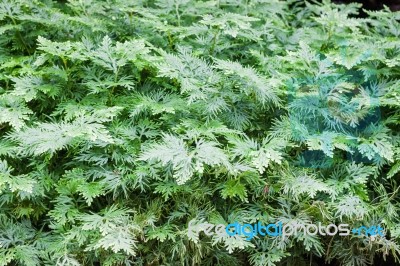 Green Plant Decorated In Home Garden Stock Photo