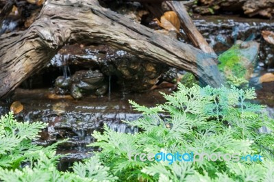 Green Plant Decorated In Home Garden Stock Photo