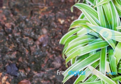 Green Plant Decorated In Home Garden Stock Photo