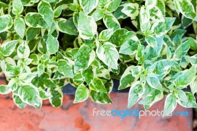 Green Plant Decorated In Home Garden Stock Photo