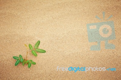 Green Plant Growing Sand Stock Photo