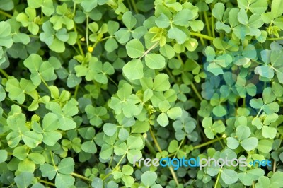 Green Plant Growing Upward Stock Photo