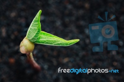 Green Plant Growth On Soil Spring Season Background Stock Photo