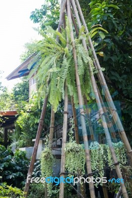 Green Plant In Garden Maintenance Area Stock Photo