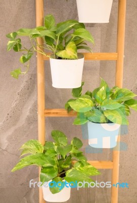 Green Plant In Minimal Room Style Stock Photo