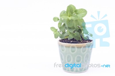 Green Plant In Pot Isolated On White Background Stock Photo