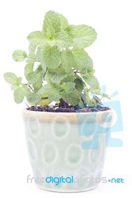 Green Plant In Pot Isolated On White Background Stock Photo