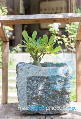 Green Plant In Stone Pot With Sunshie Stock Photo