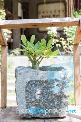 Green Plant In Stone Pot With Sunshie Stock Photo