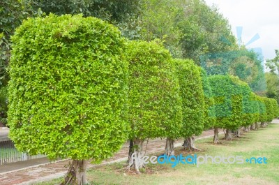 Green Plant Isolated Stock Photo