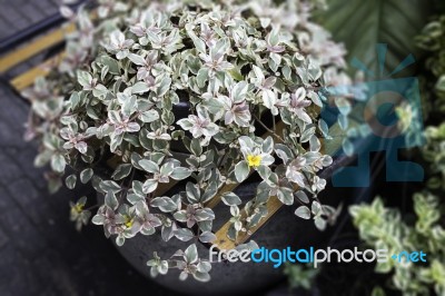 Green Plant Pot Display In The Garden Stock Photo