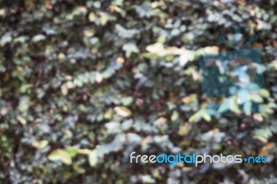 Green Plant Wall Blurred Background Stock Photo