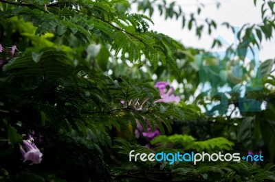 Green Plant With Purple Flowers Stock Photo