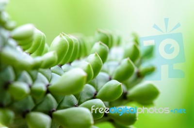 Green Plants For Background Stock Photo