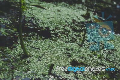 Green Plants Growing On The Water Stock Photo