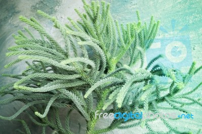 Green Prickly Branches Of A Fur-tree Or Pine Stock Photo