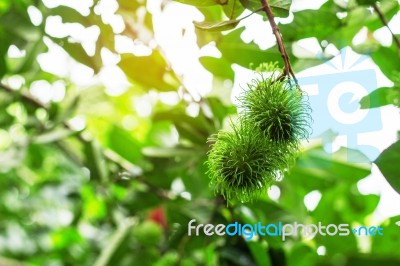 Green Rambutan On Tree Stock Photo