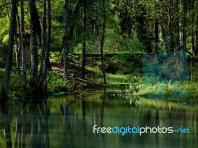 Green Reflections On The Firm Lake Stock Photo