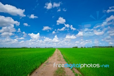 Green Rice Field Stock Photo