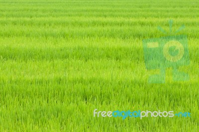 Green Rice Field Stock Photo