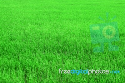 Green Rice Field Stock Photo