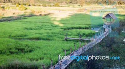 Green Rice Field In Chiang Rai, Thailand Stock Photo