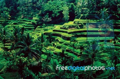 Green Rice Fields In Ubud Bali Indonesia Stock Photo