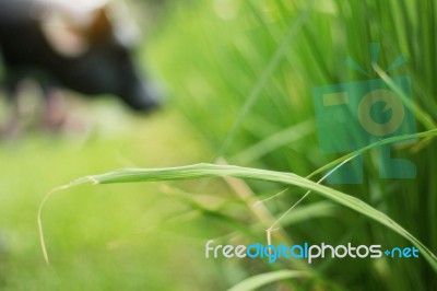 Green Rice Leaves And Cattle Stock Photo