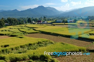 Green Ricefield And Mountain With The Bluesky Stock Photo