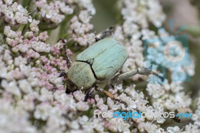 Green Rose Chafer (cetonia Aurata) Beetle Stock Photo