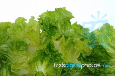 Green Salad Stock Photo