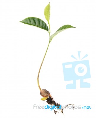 Green Sapling Stock Photo