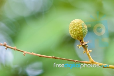 Green Small Longan Fruit Stock Photo