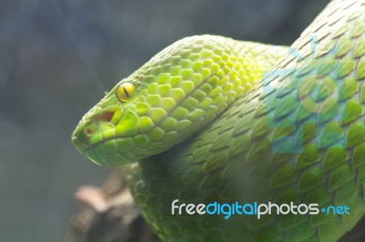 Green Snake Stock Photo