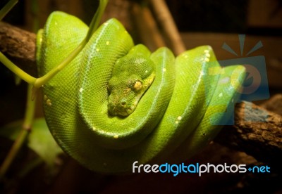 Green Snake Stock Photo