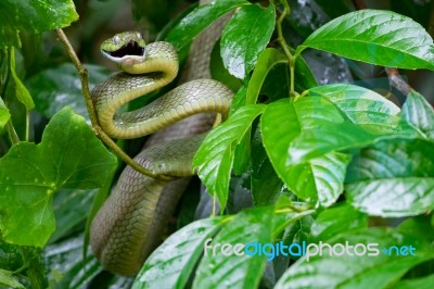 Green Snake Stock Photo