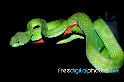 Green Snake Stock Photo