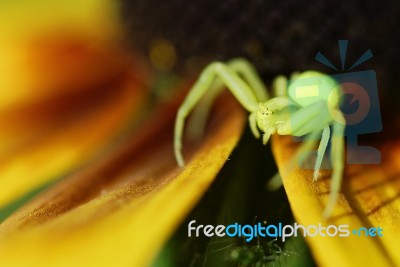 Green Spider Stock Photo