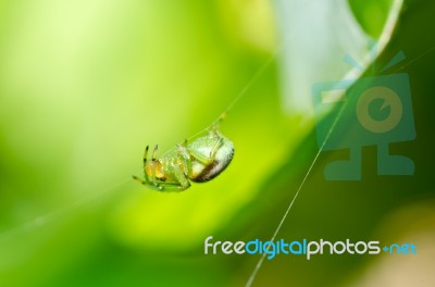 Green Spider In Green Nature Stock Photo