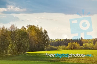 Green Spring Cultivated Fields. Sunny Spring Day Stock Photo